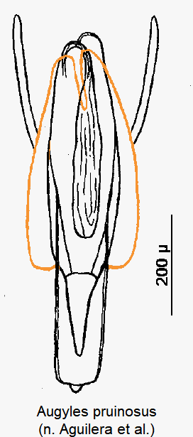augyles_pruinosus2.gif