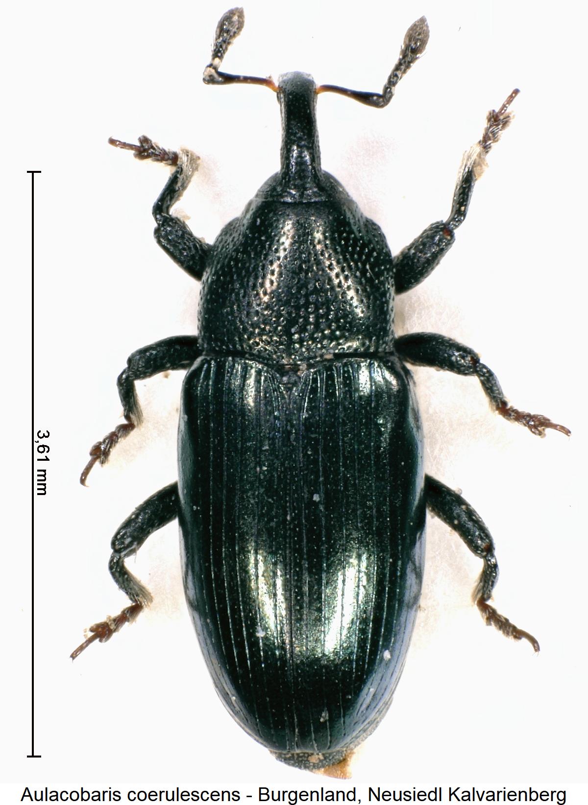 aulacobaris_coerulescens_hab.jpg