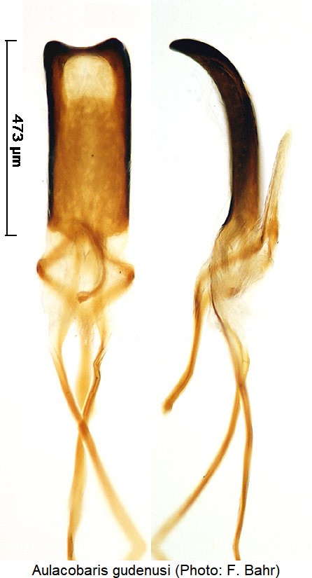 aulacobaris_gudenusi.jpg