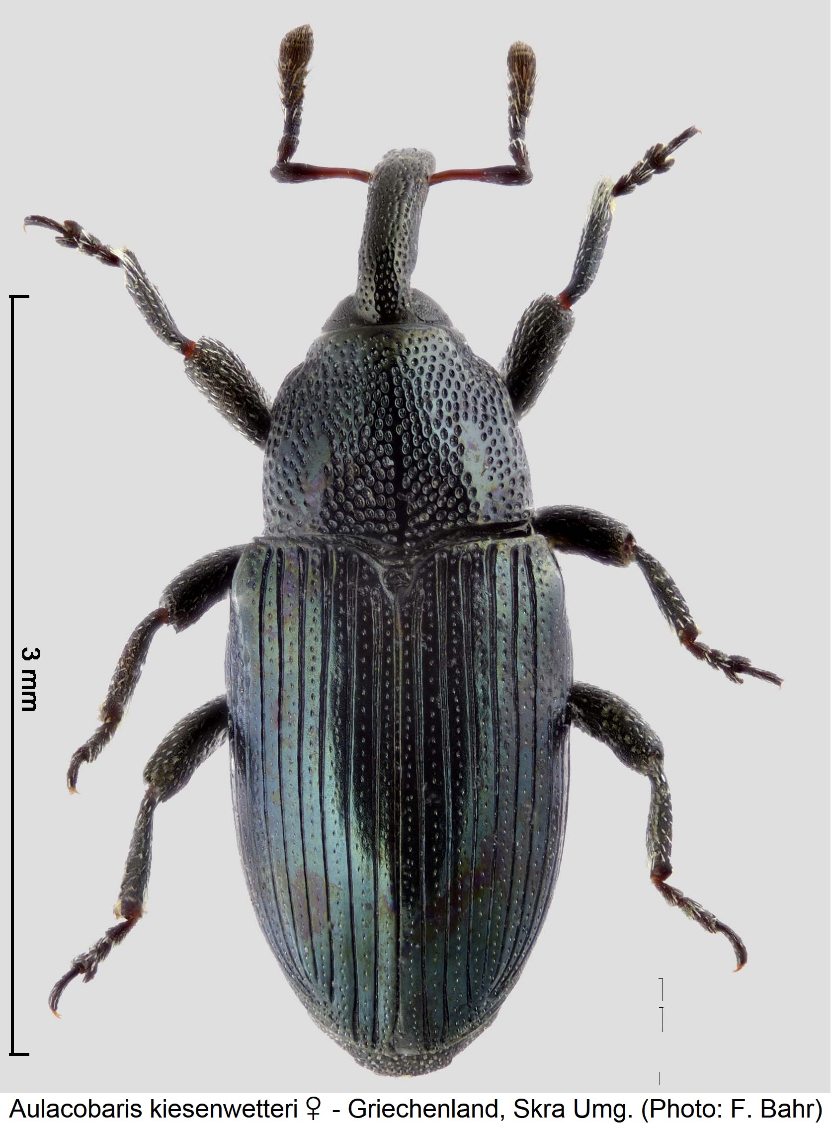 aulacobaris_kiesenwetteri_w_hab.jpg