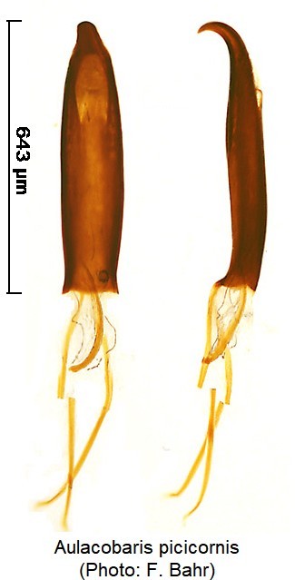 aulacobaris_picicornis.jpg