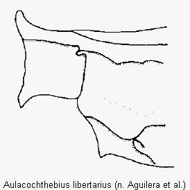 aulacochthebius_libertarius_hsch.gif