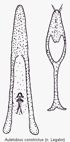 auletobius_constrictus.gif