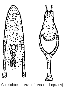 auletobius_convexifrons.gif