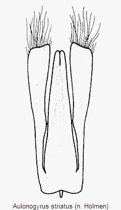 aulonogyrus_striatus.gif
