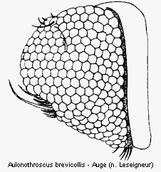 aulonothroscus_brevicollis_auge.gif