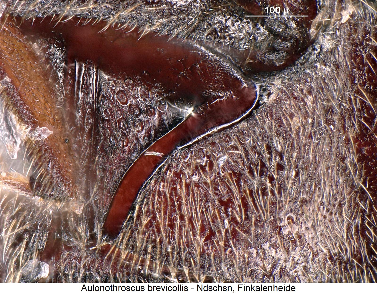 aulonothroscus_brevicollis_hbr.jpg