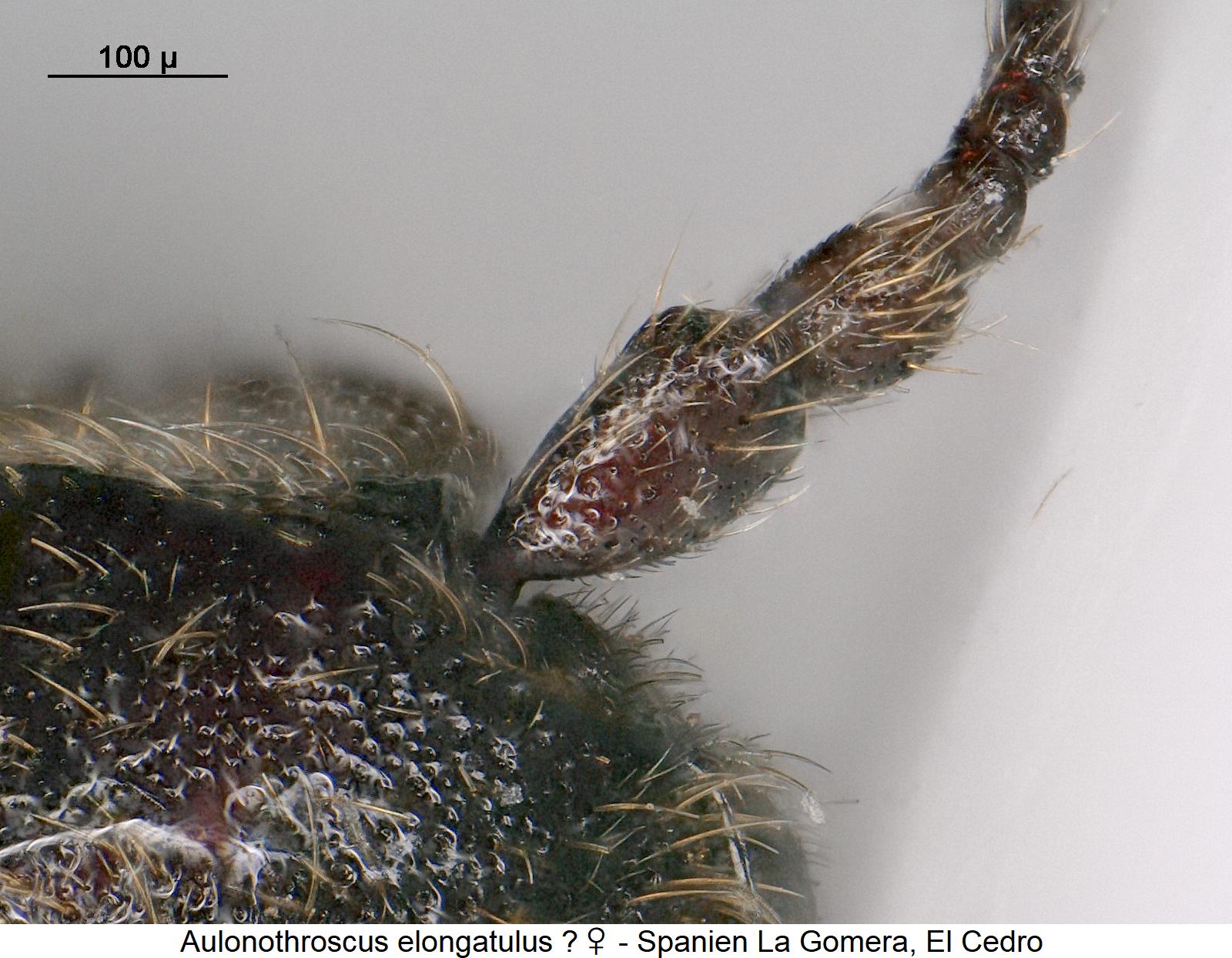 aulonothroscus_elongatulus_cf_w_f.jpg