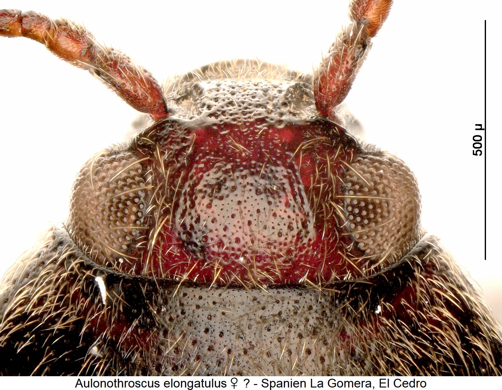 aulonothroscus_elongatulus_cf_w_k.jpg