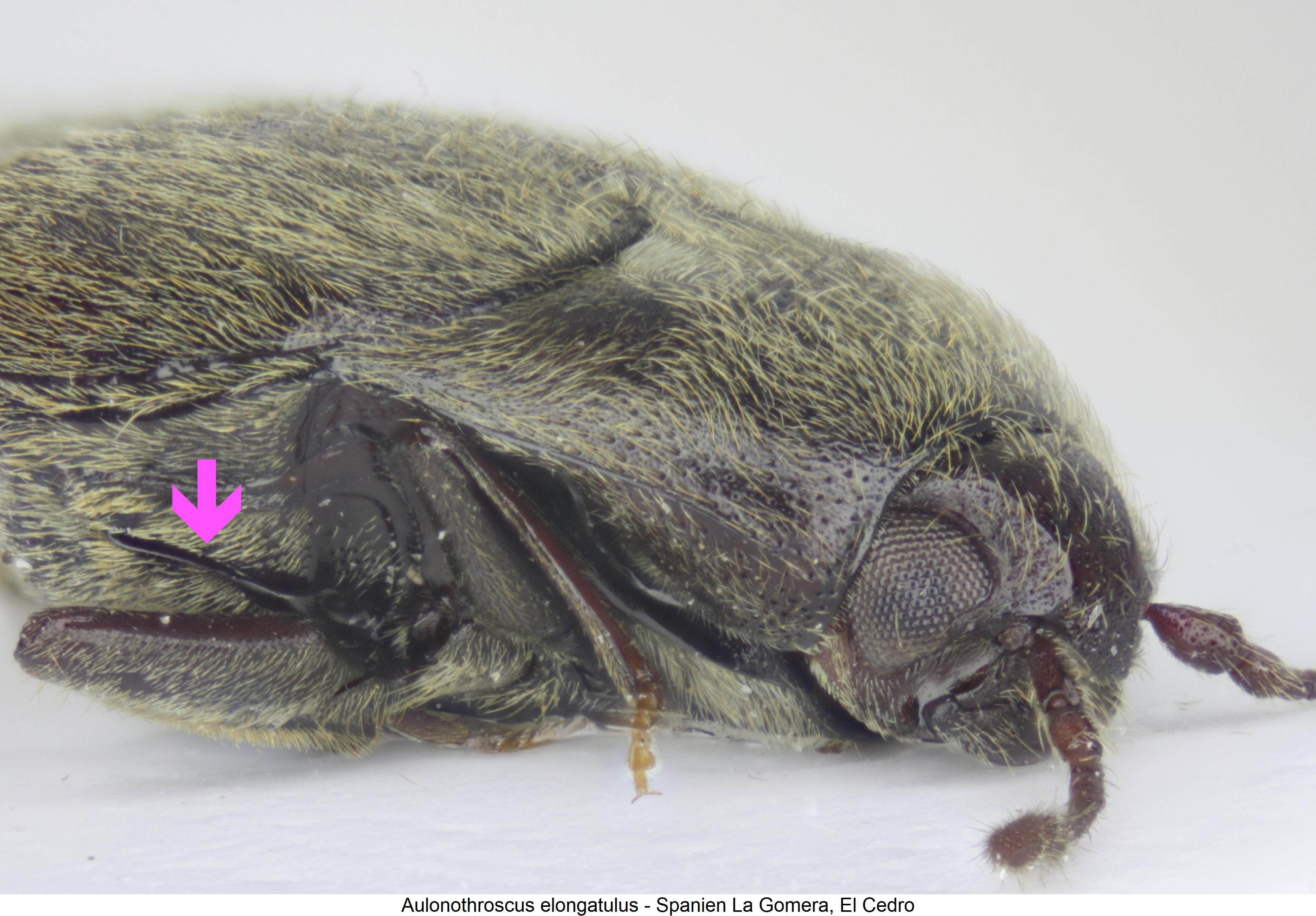 aulonothroscus_elongatulus_sa.jpg