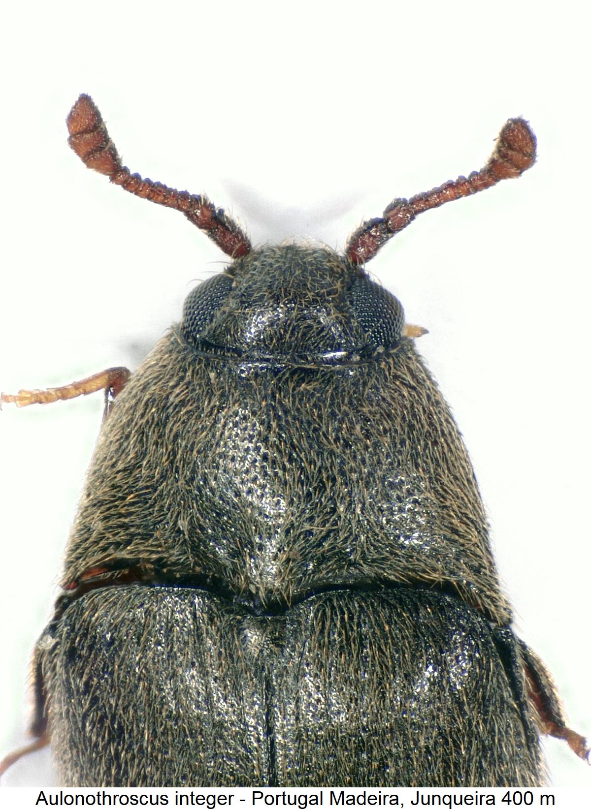 aulonothroscus_integer_vk.jpg