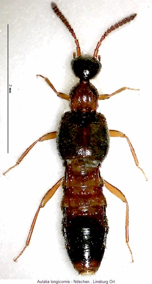 autalia_longicornis_hab.jpg