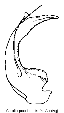autalia_puncticollis.gif
