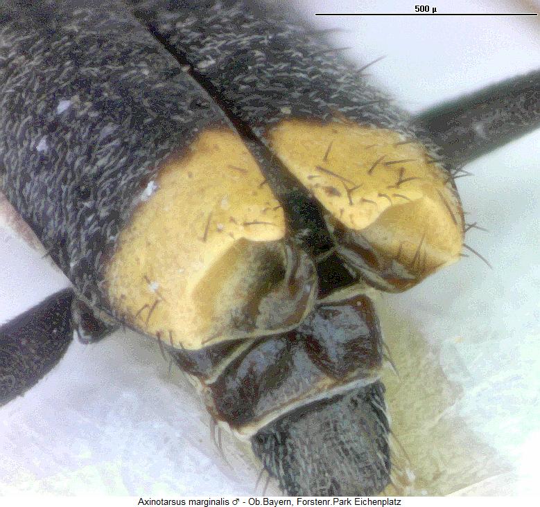 axinotarsus_marginalis_fld2.jpg