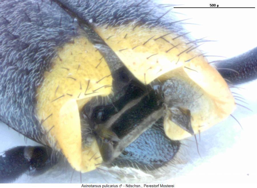 axinotarsus_pulicarius_fld.jpg