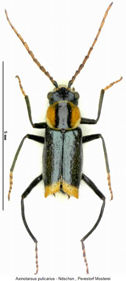 axinotarsus_pulicarius_m_hab.jpg
