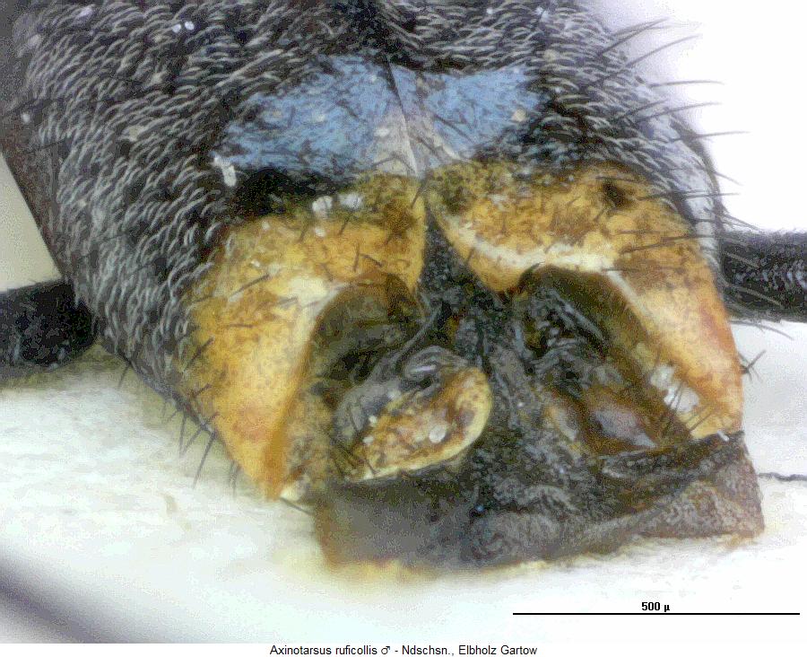 axinotarsus_ruficollis_fld.jpg