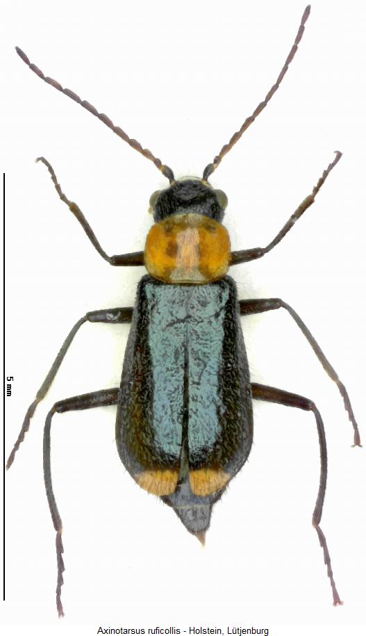 axinotarsus_ruficollis_hab.jpg