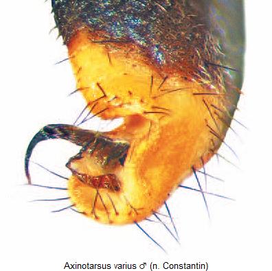 axinotarsus_varius_fld.jpg