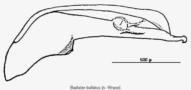 badister_bullatus.gif