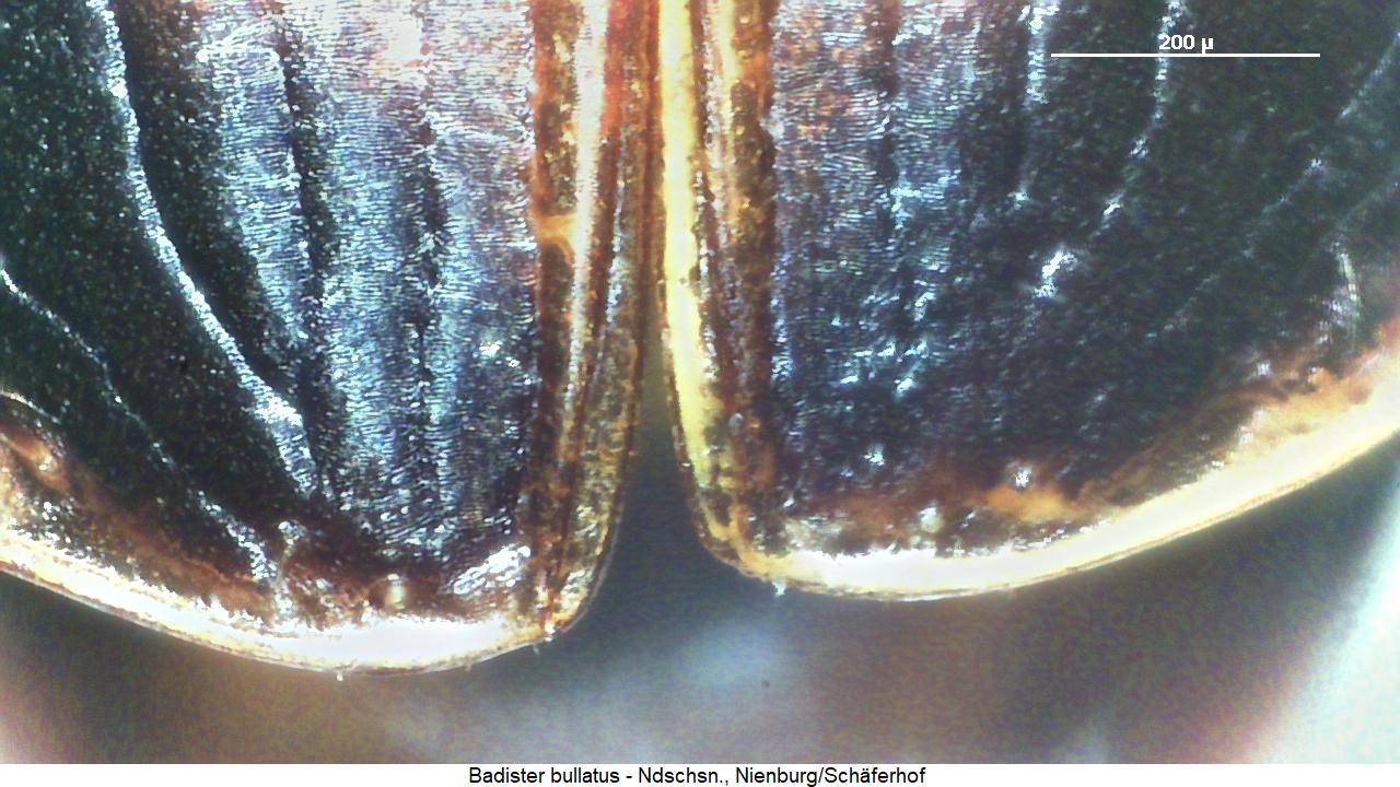 badister_bullatus_fld.jpg
