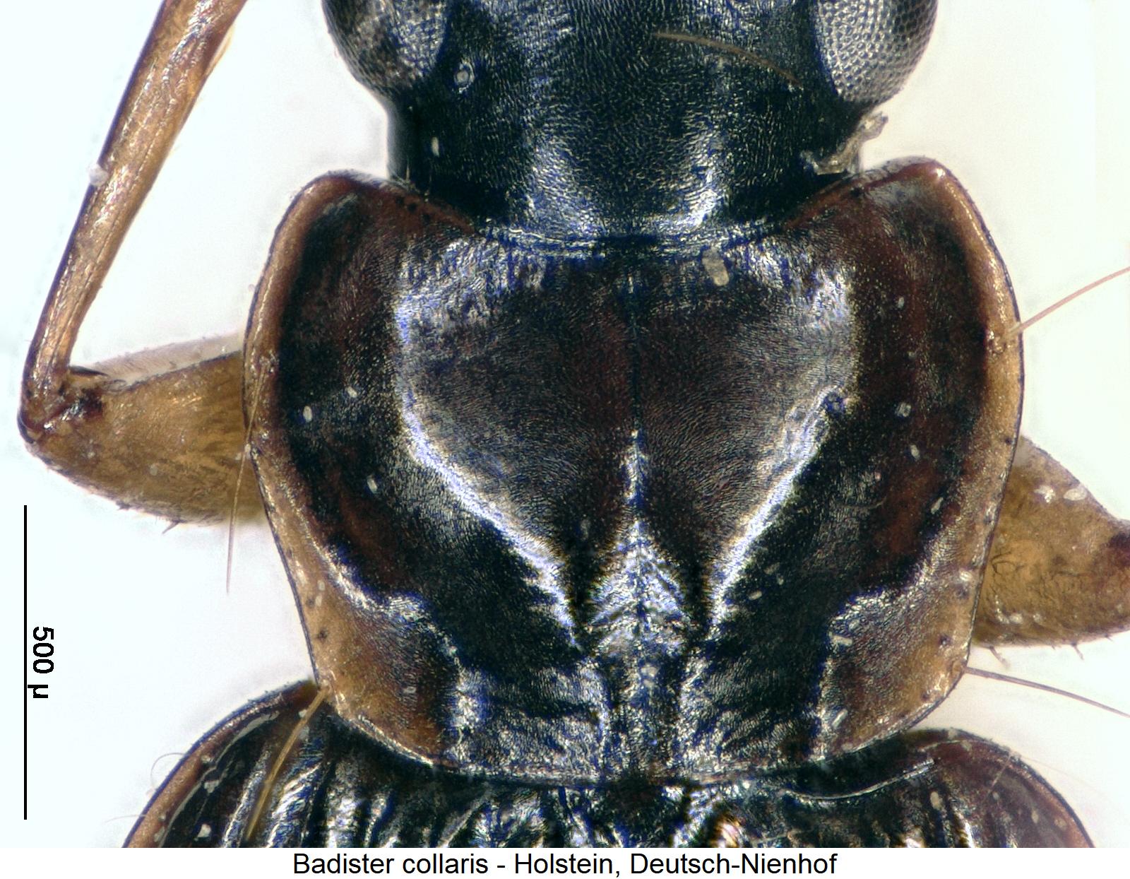 badister_collaris_hsch.jpg
