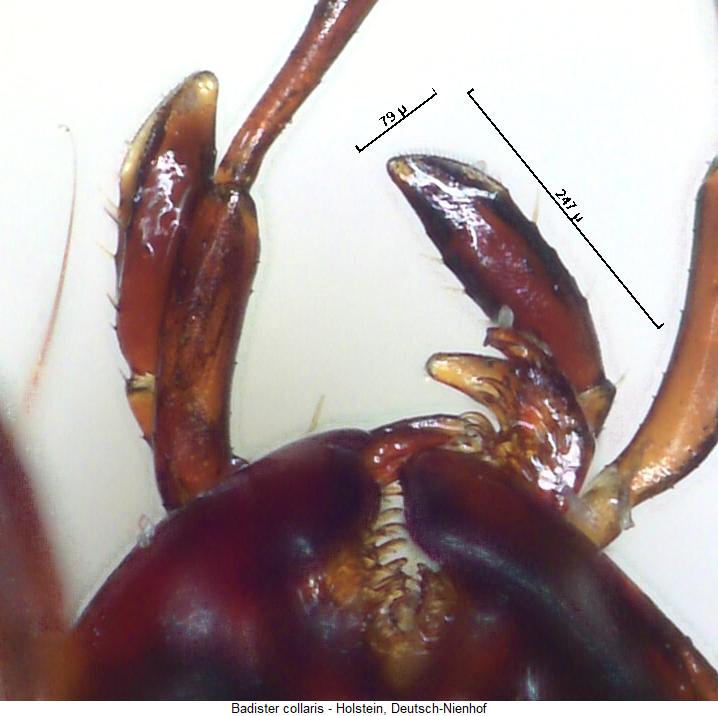 badister_collaris_ts.jpg