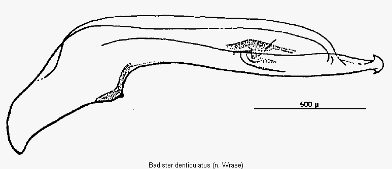 badister_denticulatus.gif