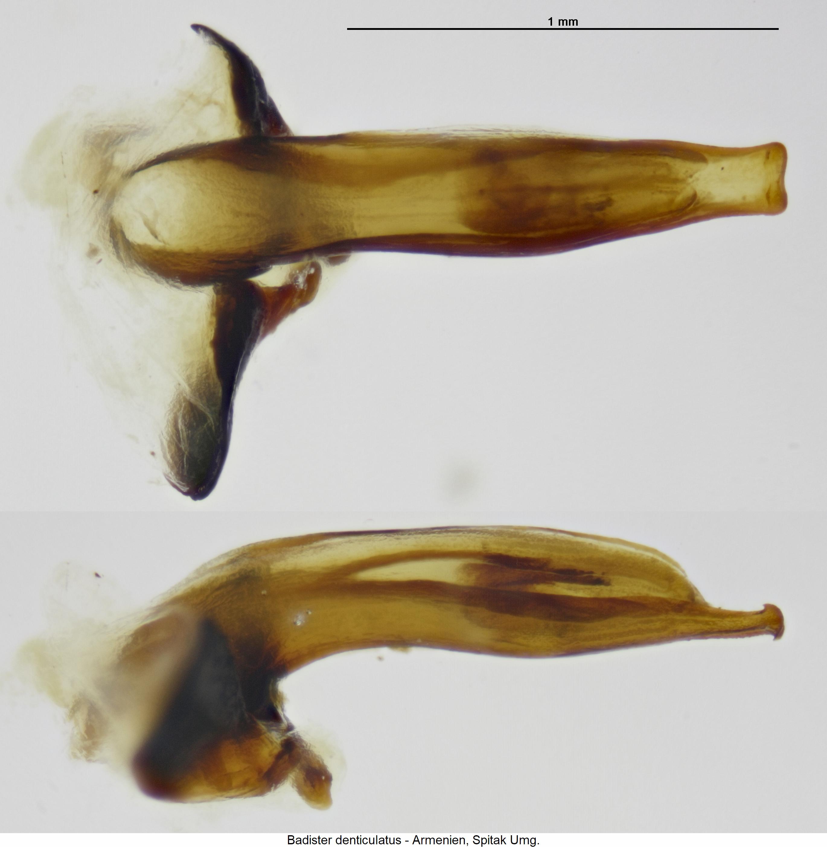 badister_denticulatus.jpg