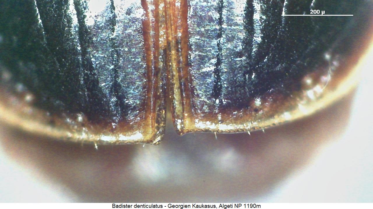 badister_denticulatus_fld.jpg