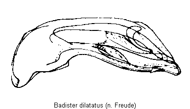 badister_dilatatus.gif