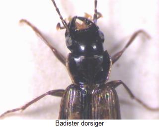badister_dorsiger_hab.jpg