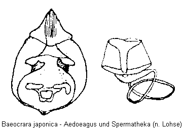 baeocrara_japonica.gif