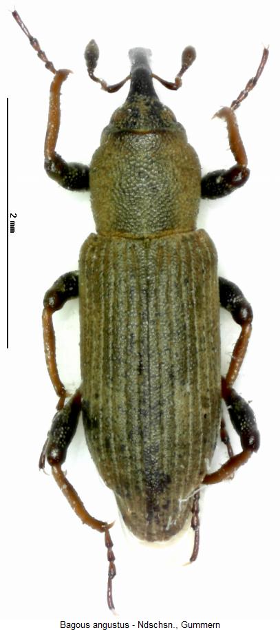 bagous_angustus_hab.jpg