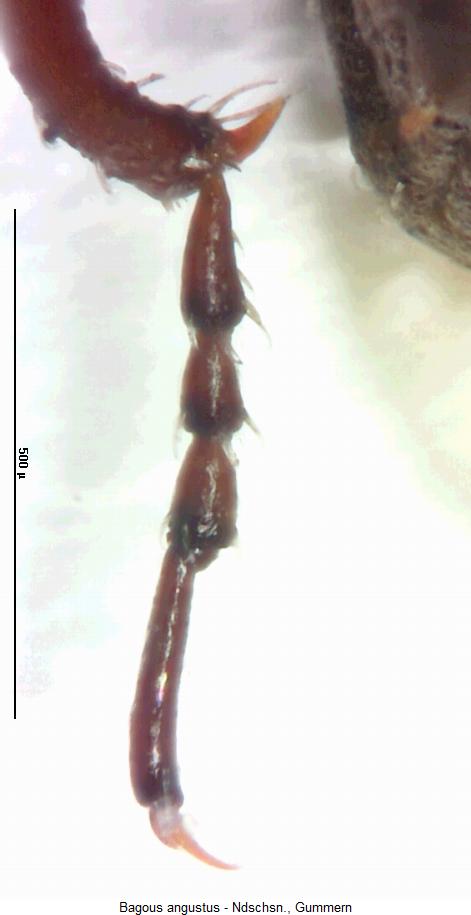 bagous_angustus_htr.jpg
