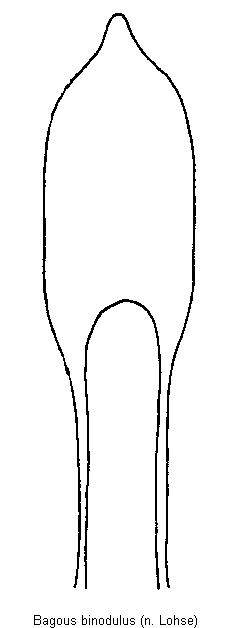 bagous_binodulus.gif