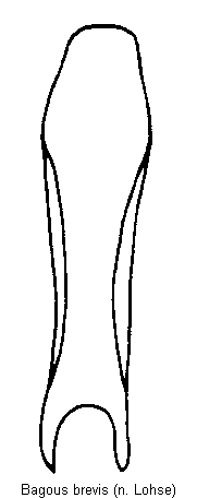 bagous_brevis.gif