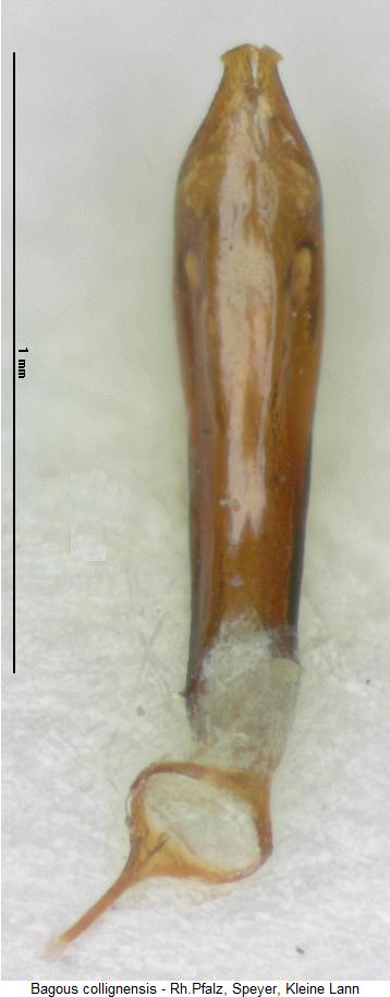 bagous_collignensis.jpg