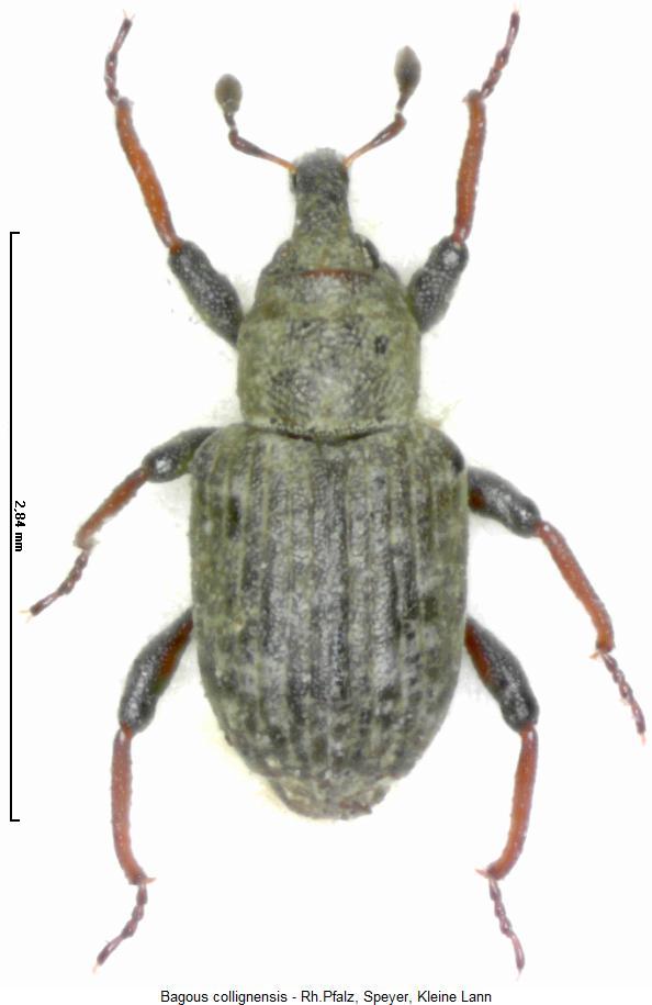 bagous_collignensis_hab.jpg