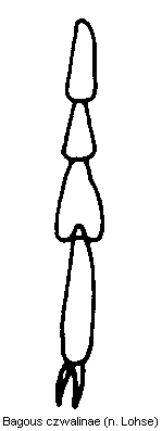 bagous_czwalinae_htr.gif