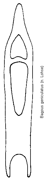 bagous_geniculatus.gif
