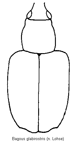 bagous_glabirostris_hab.gif