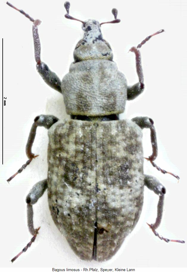bagous_limosus_hab.jpg
