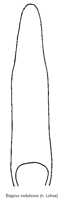bagous_nodulosus.gif