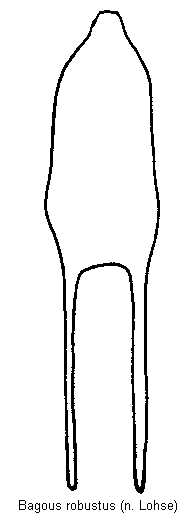 bagous_robustus.gif