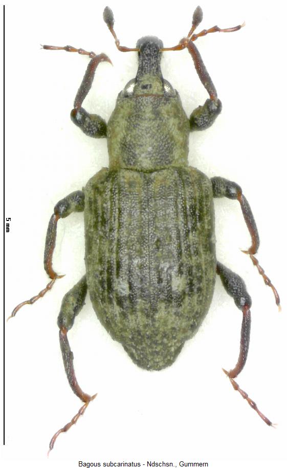 bagous_subcarinatus_hab.jpg