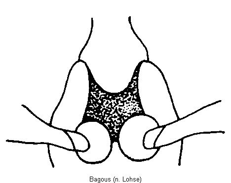 bagous_vbr.gif