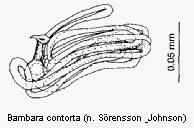 bambara_contorta_sperm.gif