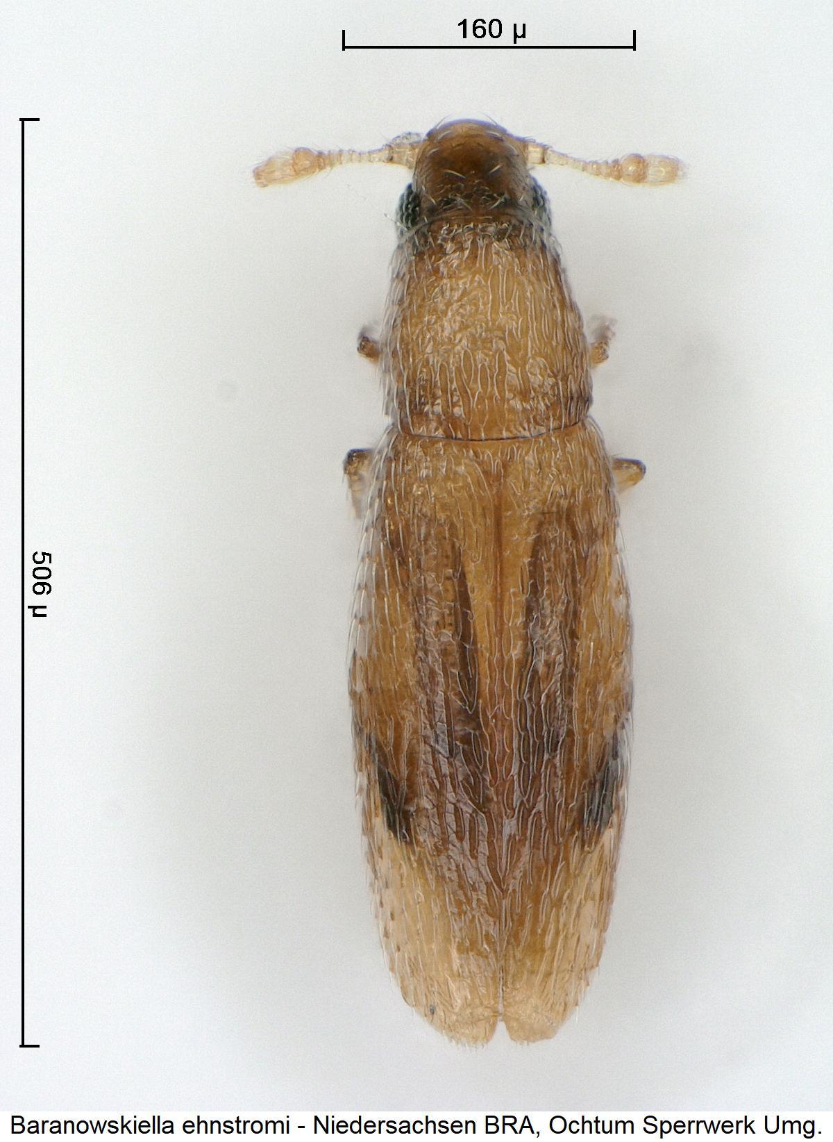 baranowskiella_ehnstromi_hab1.jpg