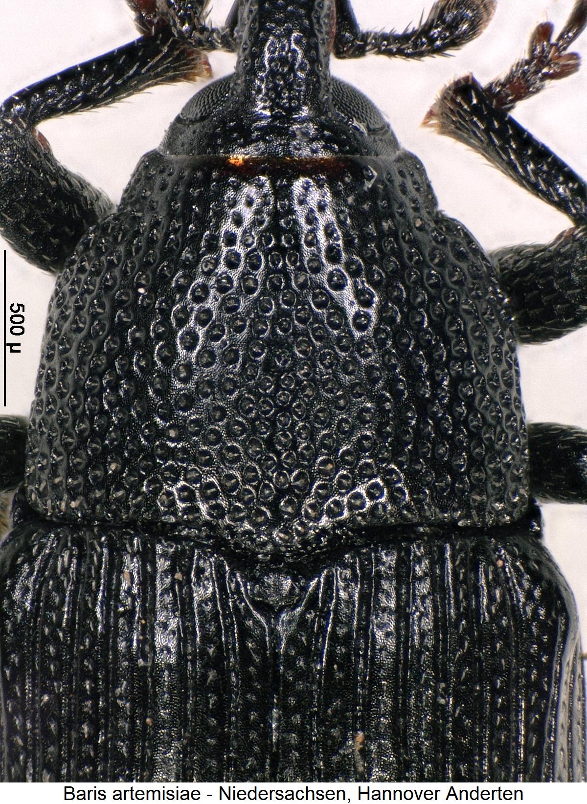 baris_artemisiae_vk.jpg